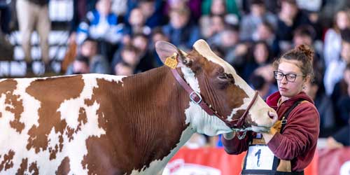 FAZI2025_Anafibj_01 FAZI2025_Anafibj_01