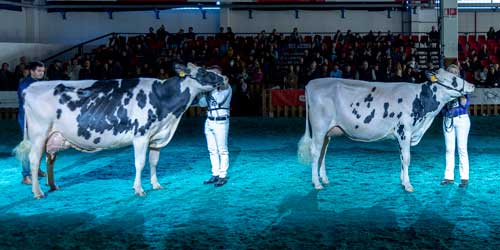 FAZI2025_Anafibj_02 FAZI2025_Anafibj_02