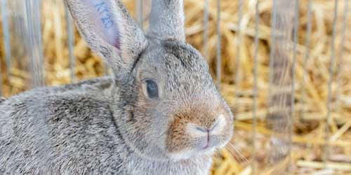 FAZI2025_Anci_01 FAZI2025_Anci_01