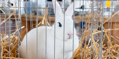 FAZI2025_Anci_03 FAZI2025_Anci_03