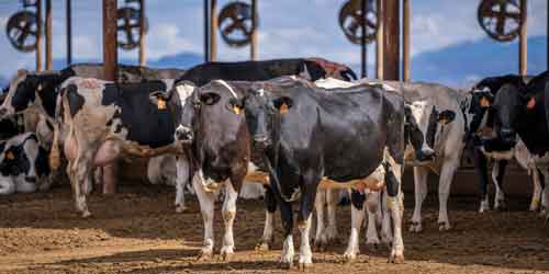 FAZI2025_eventi_ARAL FAZI2025_eventi_ARAL