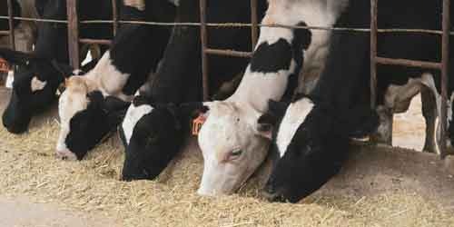 FAZI2025_eventi_CAI-Nutrizione FAZI2025_eventi_CAI-Nutrizione