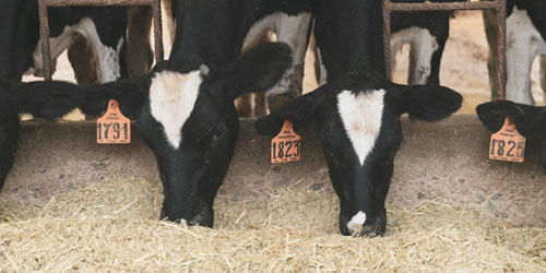 FAZI2025_eventi_Coldiretti FAZI2025_eventi_Coldiretti