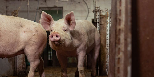 FAZI2025_eventi_WellFarmers FAZI2025_eventi_WellFarmers