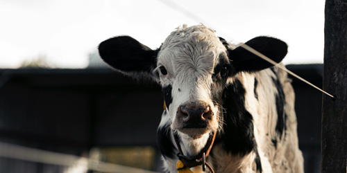 eventi_ANAFIBJ_alimentazione-vitelli eventi_ANAFIBJ_alimentazione-vitelli