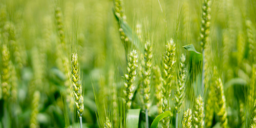 agricoltura_15 agricoltura_15